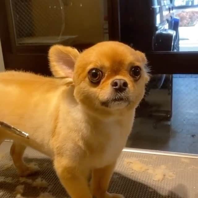 瀬戸サオリのインスタグラム：「はぁ可愛い🤍🐶🤍  明日も沢山 お散歩しよね🥺 ＿＿＿＿＿＿＿＿＿＿＿ #大好きティちゃん」