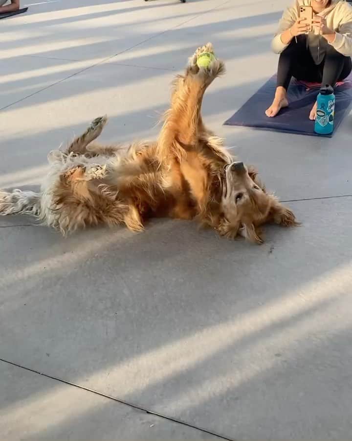 DogsOf Instagramのインスタグラム：「@harvey_colorado showing off his ball balancing skills at morning doga. Safe to say @snow.dogs was unimpressed. We all have that friend 🙄 • • [CC: a Golden Retirver  lays on back outside at yoga balancing a tennis ball on his front paws extended. His husky friend sits nearby unimpressed. ]  #doga #dogsofinstagram #greatpetliving #ballbalance」