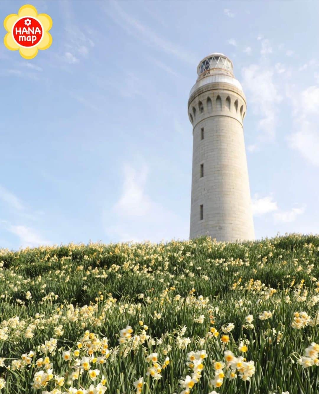 はなまっぷ❁日本の花風景さんのインスタグラム写真 - (はなまっぷ❁日本の花風景Instagram)「🌸はなまっぷ🌸 *  @fa3590c さんの 花のある風景に花まるを💮 * 石積みの灯台の下で咲き誇る清々しい水仙畑をありがとうございます😊🌸 * 山口　#角島灯台 Tsunoshima Lighthouse, Yamaguchi Pref. * 🌼水仙の花言葉📝🌼 神秘、自己愛 * ※見頃が過ぎている花、終わっている花もご紹介させていただいています。 * 🌸•••🌸•••🌸•••🌸•••🌸•••🌸 * いつも素敵なお花をありがとうございます😊 #はなまっぷ #日本の美しい花風景#花のある風景#花#花言葉#花#水仙#スイセン * 🌸••••••お知らせ••••••🌸 * 花風景検索サイト　はなまっぷ https://hanamap.com 🔍「はなまっぷ」または @hanamap プロフィール欄から ぜひご覧ください」2月8日 8時28分 - hanamap