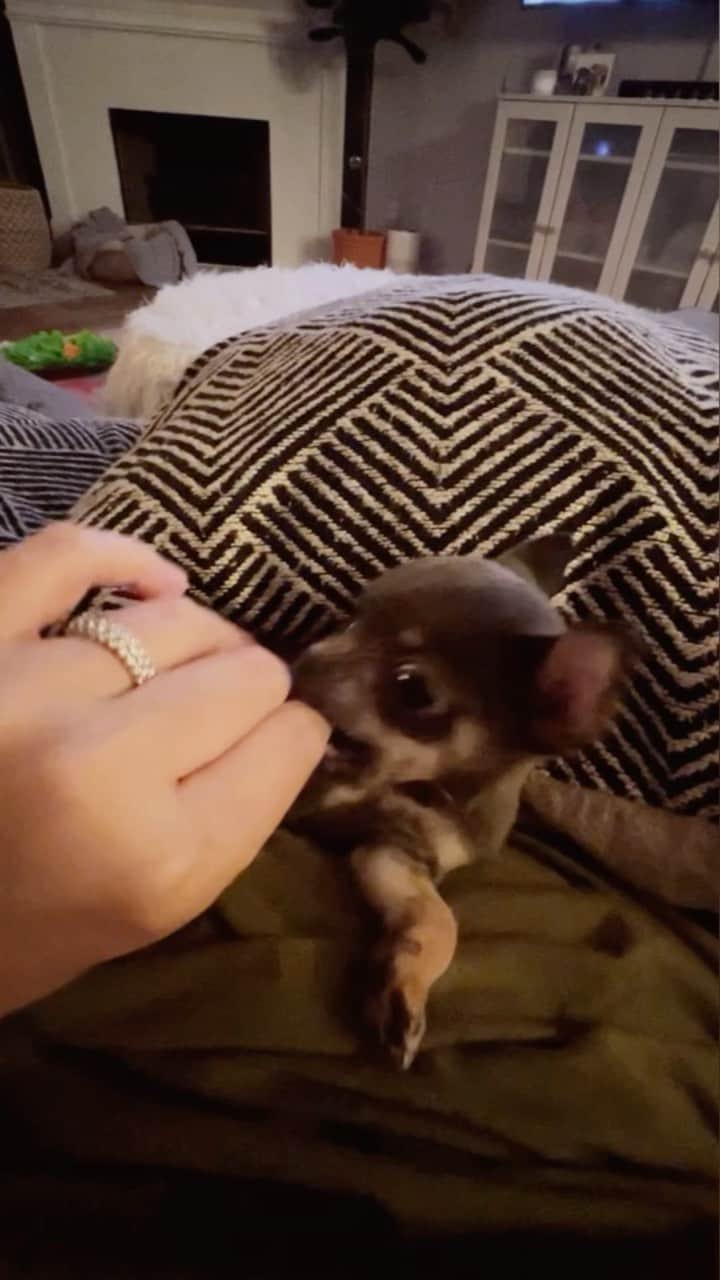 ロッコのインスタグラム：「Always ask for consent or Toby will eff you up 🤣  #chihuahuasofinstagram #chihuahua #chihuahualove #chihuahualife」