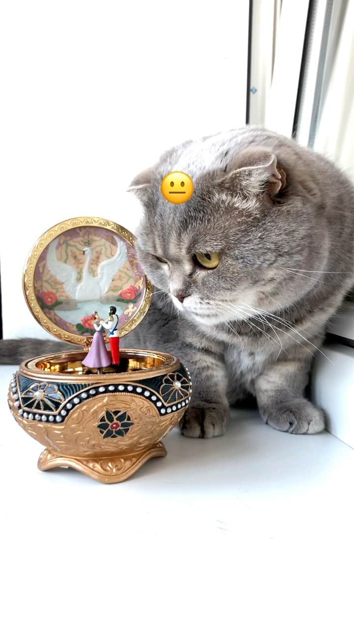 Melissa Einsteinのインスタグラム：「One of my fav cartoons 😍       #cat #cats #catstagram #kitten #kitty #catsofinstagram #pet #petstagram #gato #catoftheday #lovecats #bestcats_oftheworld #lovekittens #catlover #instacat #кот #cat_features #excellent_cats #bestmeow #cutepetclub #choosechicago」