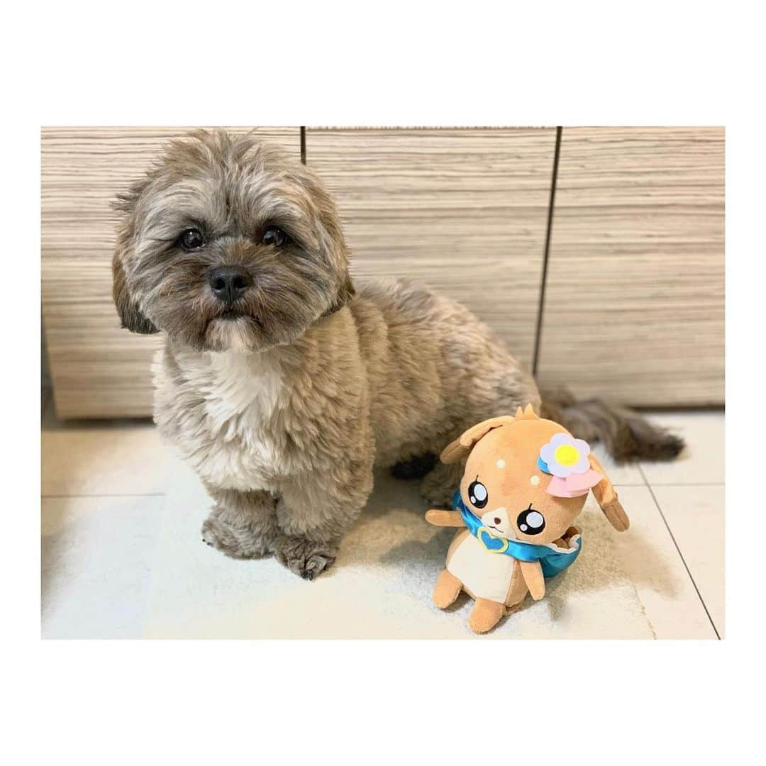 日岡なつみのインスタグラム：「🐶💙🐶  『おしゃべりパムパム』ゲットしたよ〜！ 念願のすみれとツーショット🤤 二人とも可愛く撮らせてくれてありがとう…♡笑  そして『コメコメとなかまたちセット』❣️ なんとベッドに寝かせられるんだよ〜かわいすぎか〜 うちで大事におねんねさせてます…😪  #デパプリ #デリシャスパーティプリキュア  #precure #プリキュア  すみれ♀MIX犬(シーズー×トイプードル) #しゅみれぐらむ  #犬 #シープー #トイプードル  #シーズー #ミックス #ミックス犬 #いぬすたぐらむ🐶 #dog #dogstagram #instadog」