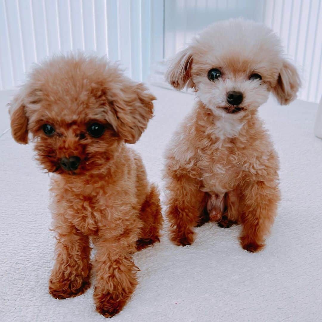 明日花キララさんのインスタグラム写真 - (明日花キララInstagram)「最近の可愛さえぐい🐩 11ちゃいと4ちゃい」2月8日 16時30分 - asukakiraran