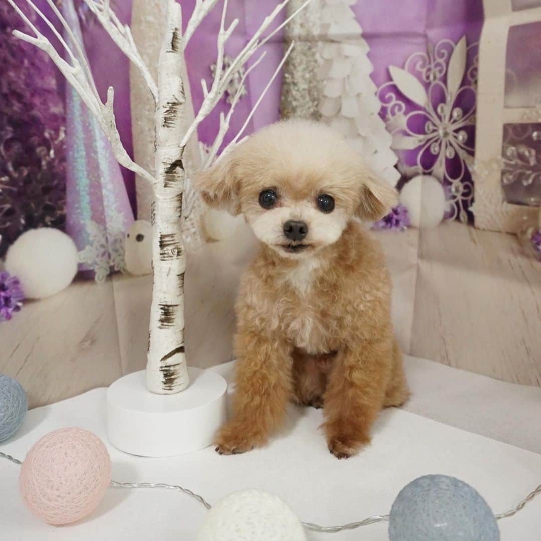 明日花キララさんのインスタグラム写真 - (明日花キララInstagram)「最近の可愛さえぐい🐩 11ちゃいと4ちゃい」2月8日 16時30分 - asukakiraran