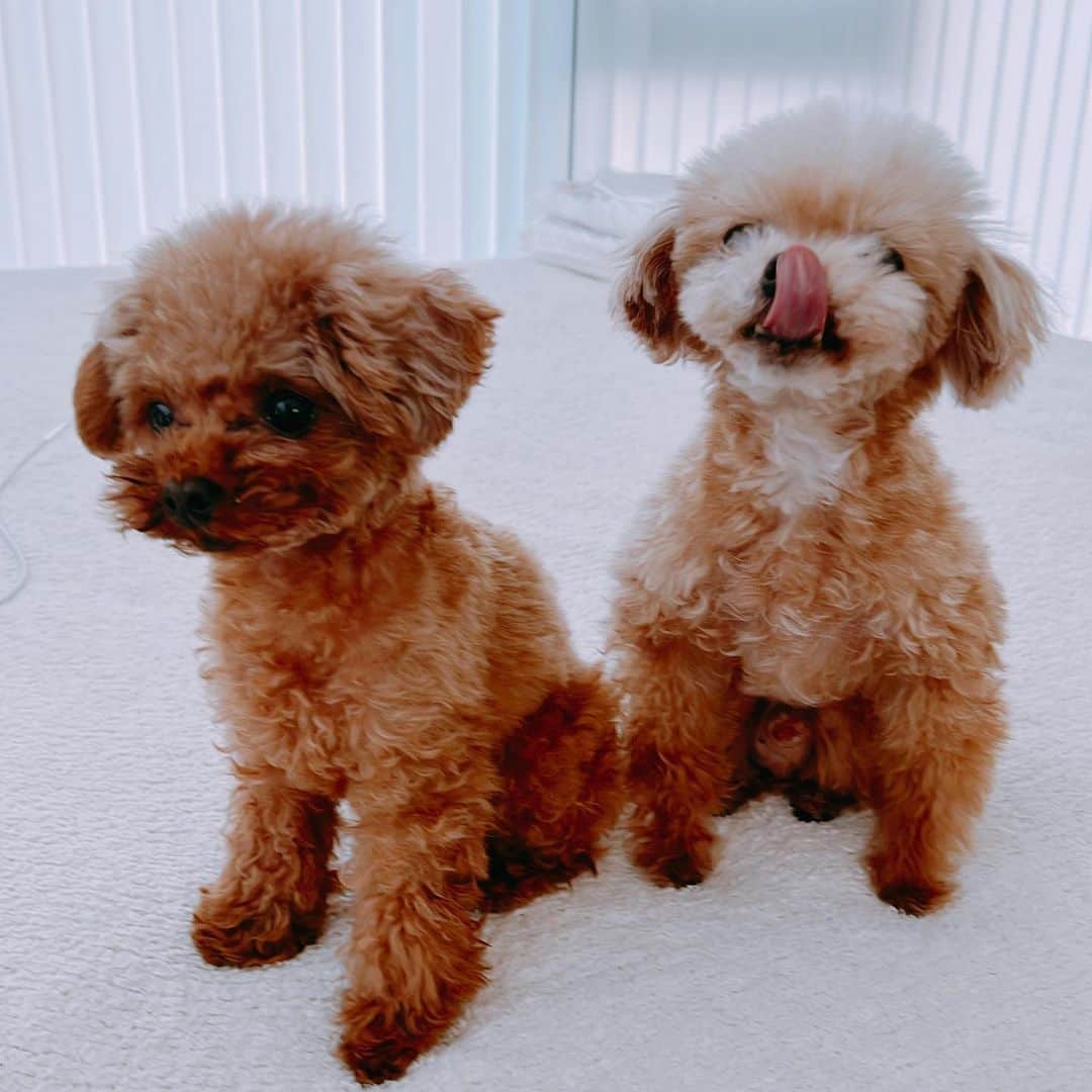 明日花キララさんのインスタグラム写真 - (明日花キララInstagram)「最近の可愛さえぐい🐩 11ちゃいと4ちゃい」2月8日 16時30分 - asukakiraran