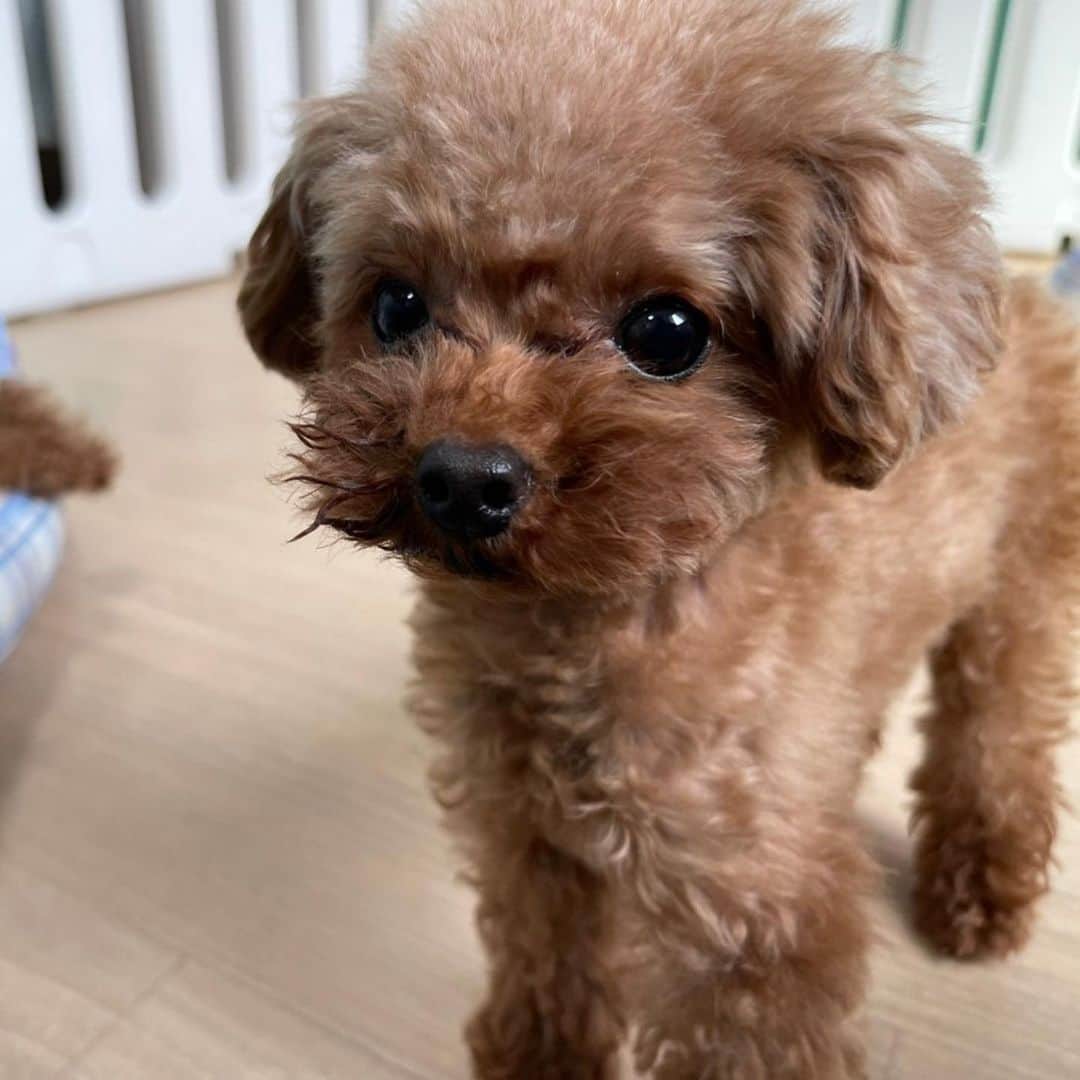 明日花キララさんのインスタグラム写真 - (明日花キララInstagram)「最近の可愛さえぐい🐩 11ちゃいと4ちゃい」2月8日 16時30分 - asukakiraran