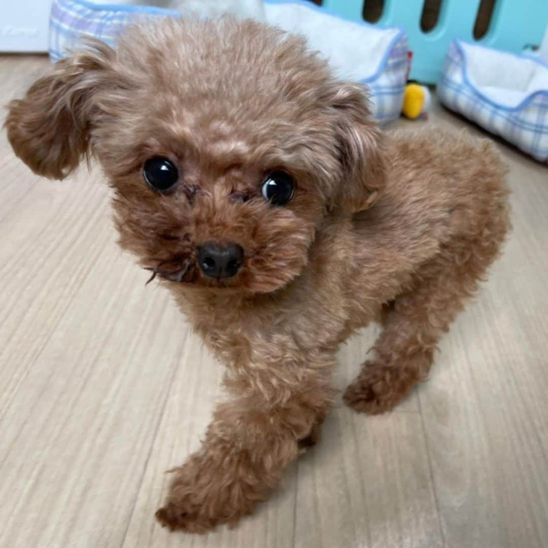 明日花キララさんのインスタグラム写真 - (明日花キララInstagram)「最近の可愛さえぐい🐩 11ちゃいと4ちゃい」2月8日 16時30分 - asukakiraran