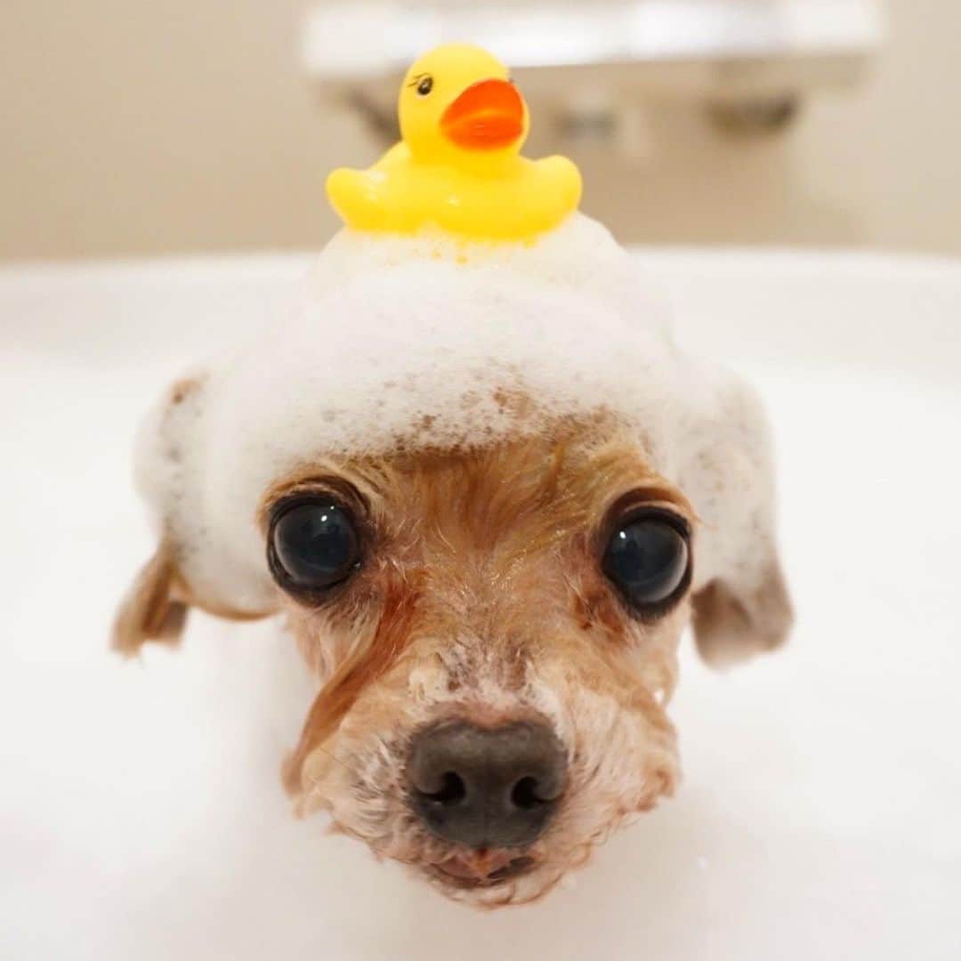 のインスタグラム：「最近の可愛さえぐい🐩 11ちゃいと4ちゃい」