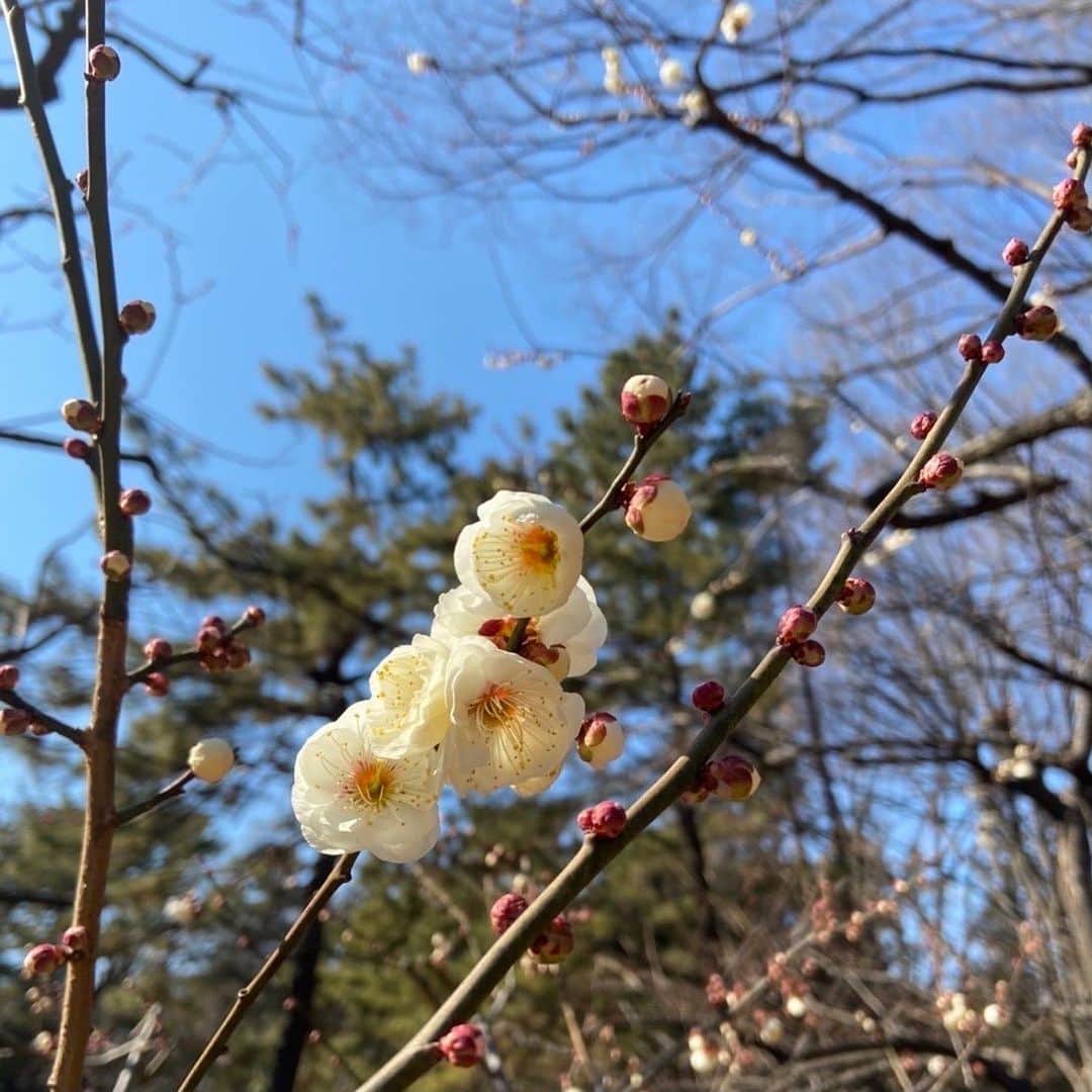 鈴木京香のインスタグラム：「新人スタッフAです。  寒い日が続いていますが、 京香さんは大河ドラマの豪華なセットの中で 撮影をしています！ 近くの公園には、 春の訪れを知らせる梅の花が咲いていましたので、 皆さまにもお届けします😌🌸 大河ドラマ #鎌倉殿の13人、 今週も是非ご覧くださいませ〜♪  #NHK#大河ドラマ#鎌倉殿の13人#代々木公園#梅#春の気配#春が待ち遠しいですね#鈴木京香#kyokasuzuki」