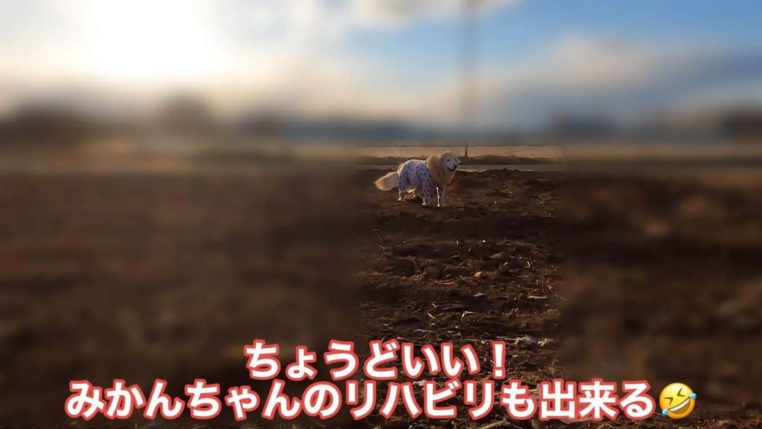 まゆみのインスタグラム：「。 。 みかん氏は動けませんが みなさんの愛情溢れるパワーが届き 絶好調です🤣✨ どうもありがとうございました🙇‍♀️✨ 。 ずーっと探し続けていた プライベートランの夢が叶うかも😭✨ 。 。 #あーぺーとご近所さんのこなつちゃんが元気なうちに叶えたかった夢 @puumamanaku  #やっとみつけた #まずは地固めから #みかんちゃん車椅子で大暴走OK😂 #そうなれば三頭散歩も怖くない 。 。 #ゴールデンレトリバー#goldenretriever#dog#犬#あーぺー」