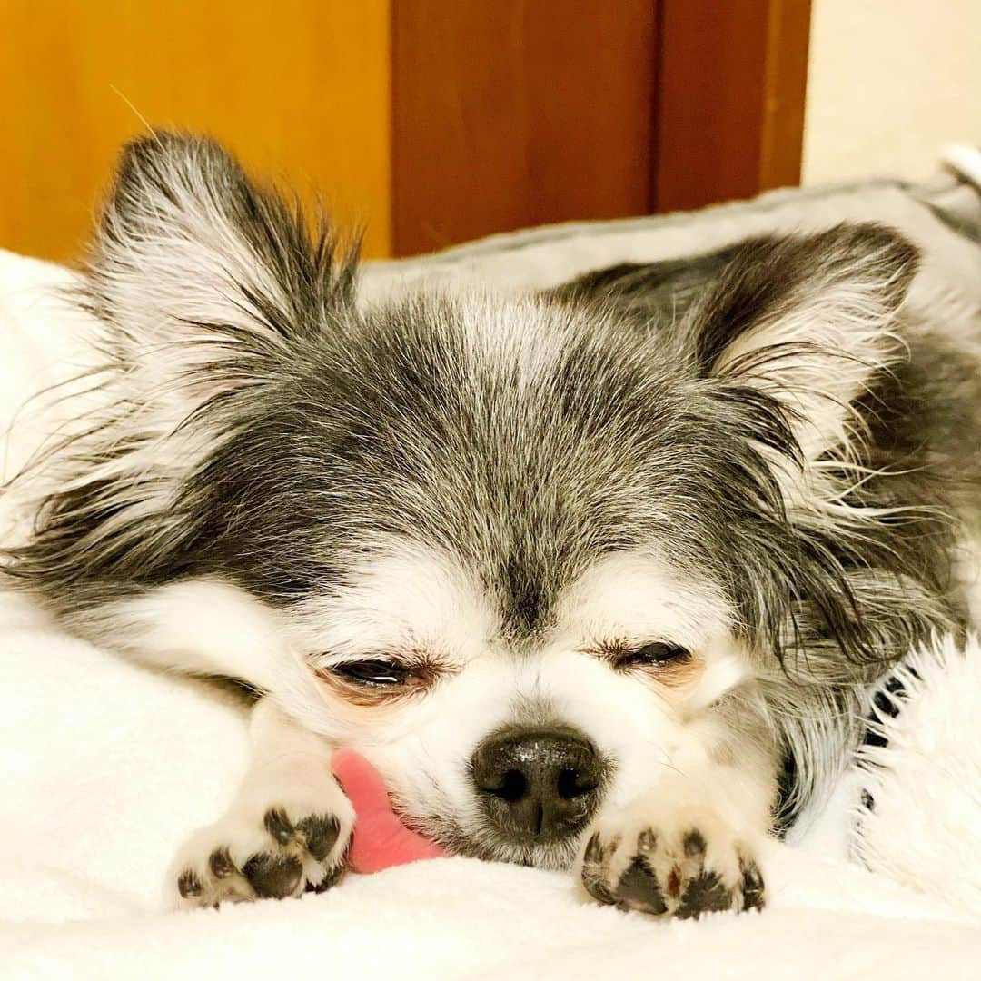 風花舞さんのインスタグラム写真 - (風花舞Instagram)「🐑💤💤💤  #ちわわ#チワワ#ちわわ大好き#ちわわ親バカ部#ちわわ多頭飼い#チワワ部#チワワ多頭飼い#チワワ大好き#かわいい#癒し#家族#仲良し#幸せ#動物#チワスタグラム#animal#dog#family#chihuahua#chihuahuas#chihuahualove#chihuahualife#cute#sweet#happy#treasure#love」2月8日 23時34分 - kazahanamai_official