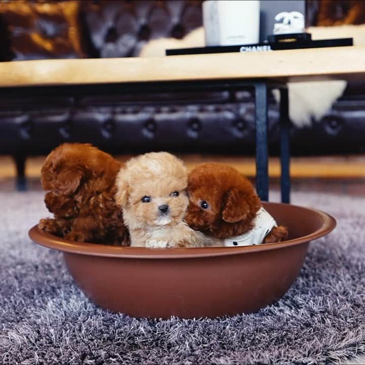 Rolly Pups INCのインスタグラム：「❤️What a bowl full of tiny, adorable poodles😍 (Wait for the end..⏭🤣😭)  🤳🏽DM, WhatsApp, iMessage for more info and assistance📲  #poodle #teacuppoodle #teacuppoodles #teacuppoodlesofinstagram #teacuppuppy #poodlesofinstagram #poodlelove #creampoodle #redpoodle #poodlepuppy #poodlepuppies #puppiesofinstagram #puppylove #puppy #puppies #puppyoftheday #puppygram #instapoodle #instapuppy」