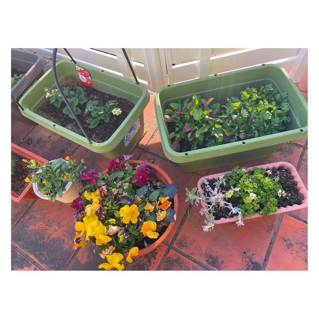 三宿菜々さんのインスタグラム写真 - (三宿菜々Instagram)「. 先日、土を作り直して そら豆、スナップえんどう、 春菊、水菜、いちごが仲間入り🤗  明日は雪が降るそうなので 雪対策でビニールを。。  #家庭菜園　#organic #家庭菜園プランター #もはや我が子」2月9日 17時27分 - mishuku_nana