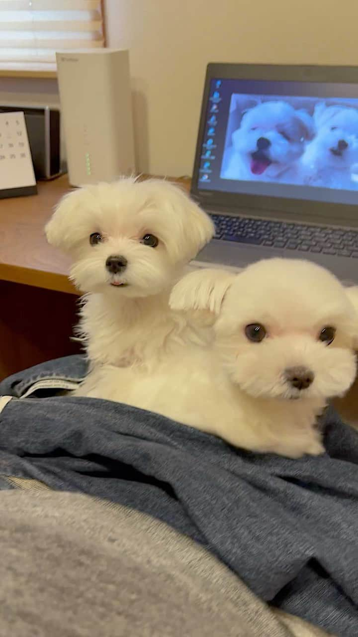 マルチーズ兄妹♡おかゆとおもちのインスタグラム：「…🐶🐶🐶PC💻 . . 今日のテレワークの真実‼️😯 . お昼に投稿したストーリーズの続きはこんな感じでした🤣 . カワウソ(おかゆ)うるさいぞ❗😠 もっちもうるさいぞ❗😠 大人しいのはどんちゃんだけや❗☺️ . . . #テレワーク  . . #maltese #maltesepuppy #malteselovers #malteselife  #puppy #puppyoftheday #puppylife  #パピー #子犬 #子犬のいる暮らし #こいぬ #こいぬのいる暮らし #okayusan  #エブリドッグ #happydog #dogstagram #doglover #doglife  #マルチーズ #マルチーズパピー #マルチーズインスタグラム #cutedog #instadog  #マルチーズ部  . .」