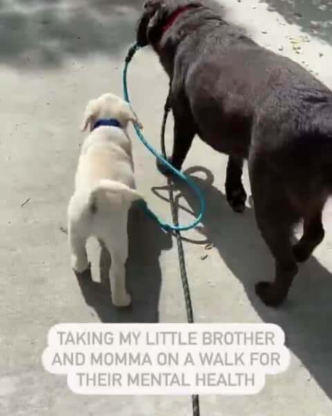 World of Labradors!のインスタグラム：「"Taking my little brother and momma on a walk for their mental health" - @strider.and.granger」