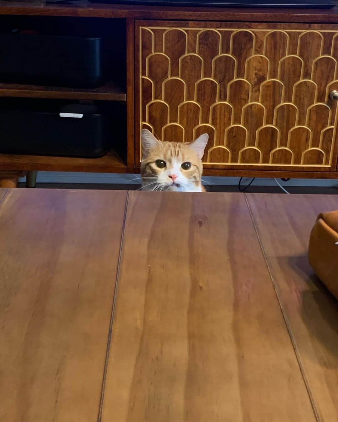 のってんのインスタグラム：「人間のご飯を覗き込んでくる猫😾」