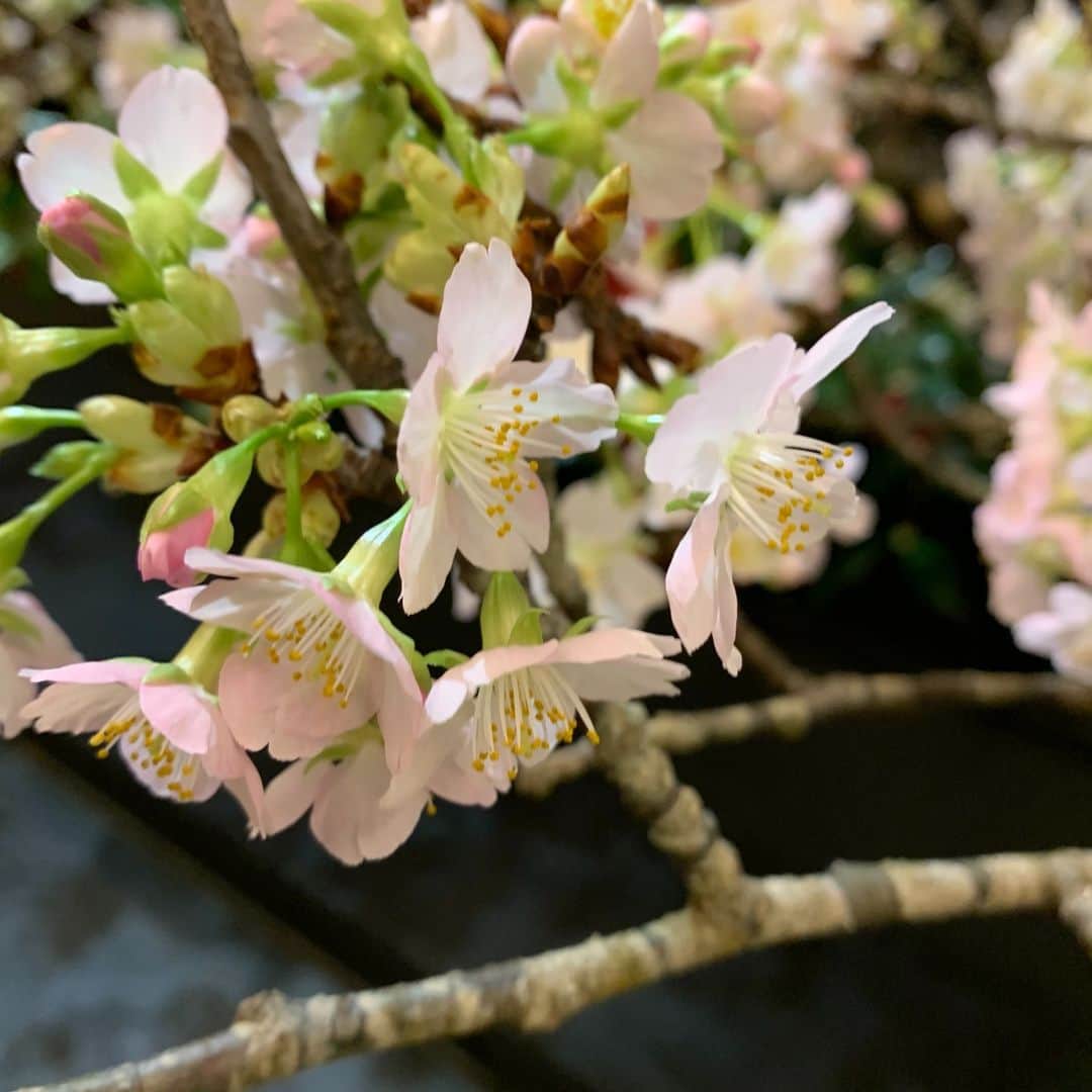 小原宏貴さんのインスタグラム写真 - (小原宏貴Instagram)「三連休を前にホテル雅叙園東京様に展示中の河津桜が満開を迎えています🌸 テレビ朝日の今朝のニュース番組の中でもご紹介いただきました。  廃棄される運命だった花材たちに花開く場所を快くお貸しくださった雅叙園様に改めて感謝いたします。  2/13(日)まで  東京は今日は雪のようですが、もうすぐそこの春の気配をお届けできたら幸いです。 お越しになる際は足元ご注意ください。   #雅叙園　 #小原流　 #sdgs  #河津桜　 #フラワーロス　 #小原宏貴 #花のある暮らし #花好きの人と繋がりたい  #春の花」2月10日 12時04分 - ohararyu_ohara.hiroki