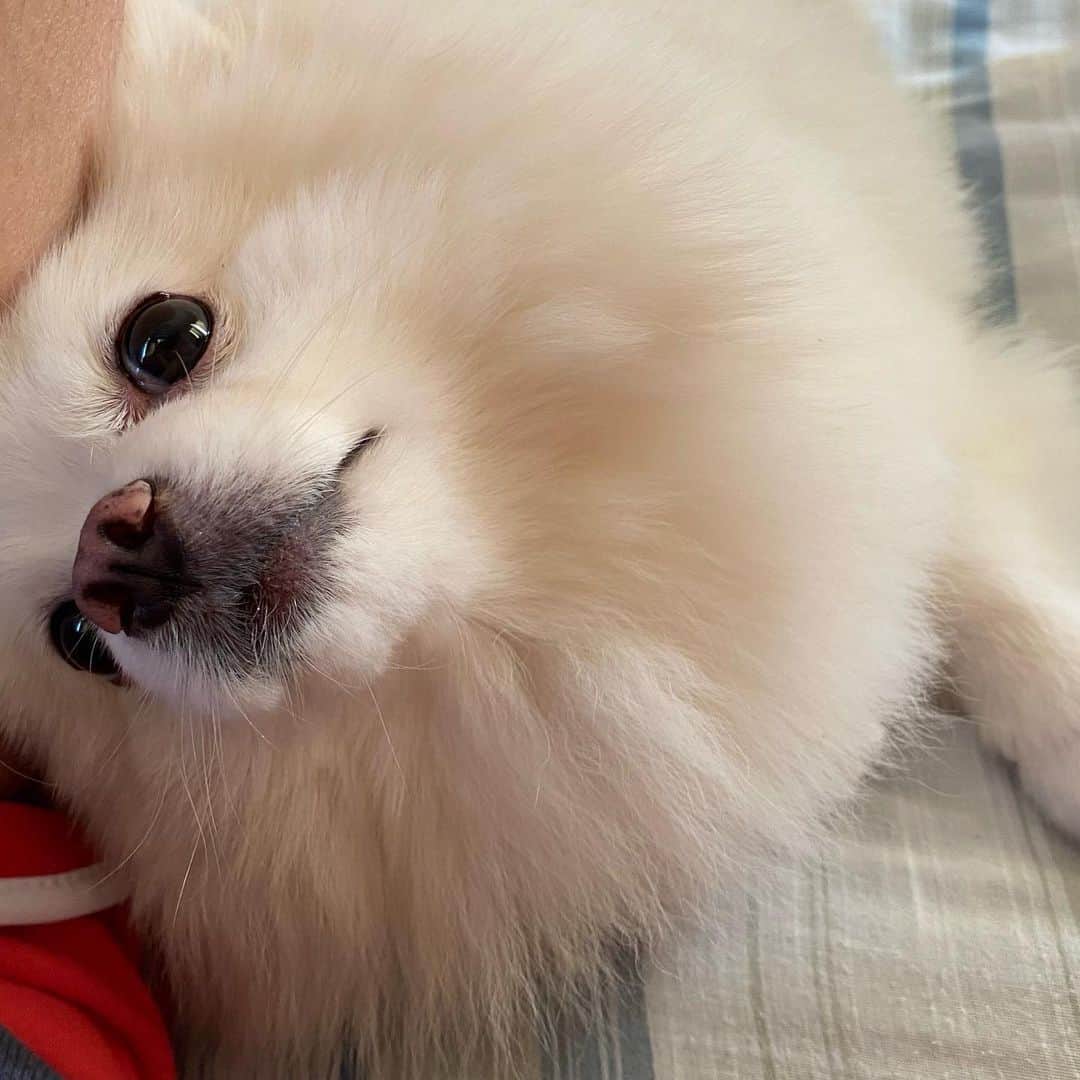 JEWELのインスタグラム：「Pancake is sorry!would you forgive her?🙏🐶🙏 she is being naughty ate jewel’s cookies. #pomeranian #weeklyfluff #dogsofinstagram #puppiesofinstagram」