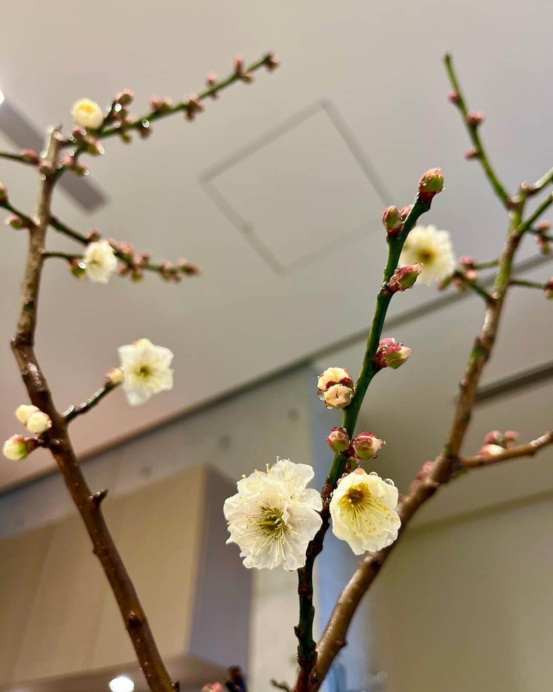 工藤静香さんのインスタグラム写真 - (工藤静香Instagram)「今日は雪になるのでしょうかね💧  折角咲き始めた梅の花が雨に濡れてもったいないと思ってしまい。。 すぐ咲き始めて楽しむ時間は短くなりますが、今年は室内にて可憐でゴージャスな梅の花を楽しみたいと思います。  梢に蓄えた花の蕾が、何とも言えぬ初々しさがあります。  14年前に尾木プロダクションの尾木社長からいただいた時は小さな盆栽でした。 剪定をしながらですが、3倍くらいの大きさになりましたが、こじんまり育てたいのでこれ以上は大きくせず、幹を太くしたいと思っています。毎年可憐なお顔を見せてくれます💕」2月10日 12時30分 - kudo_shizuka