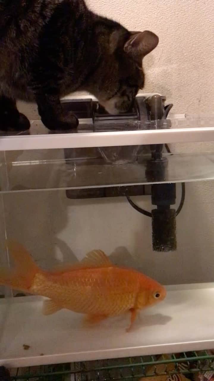 makicocomoのインスタグラム：「ドリルの新しい水飲み場😂 金魚が大好きで、毎日ここでチョイチョイはしてたけど、まさかこのお水を飲んでいたとは！ お腹壊してないから大丈夫😅  金魚は6歳、23cmほど。 ドリルのためにまだまだ長生きしてね。  #猫の水飲み  #猫と金魚  #cat」