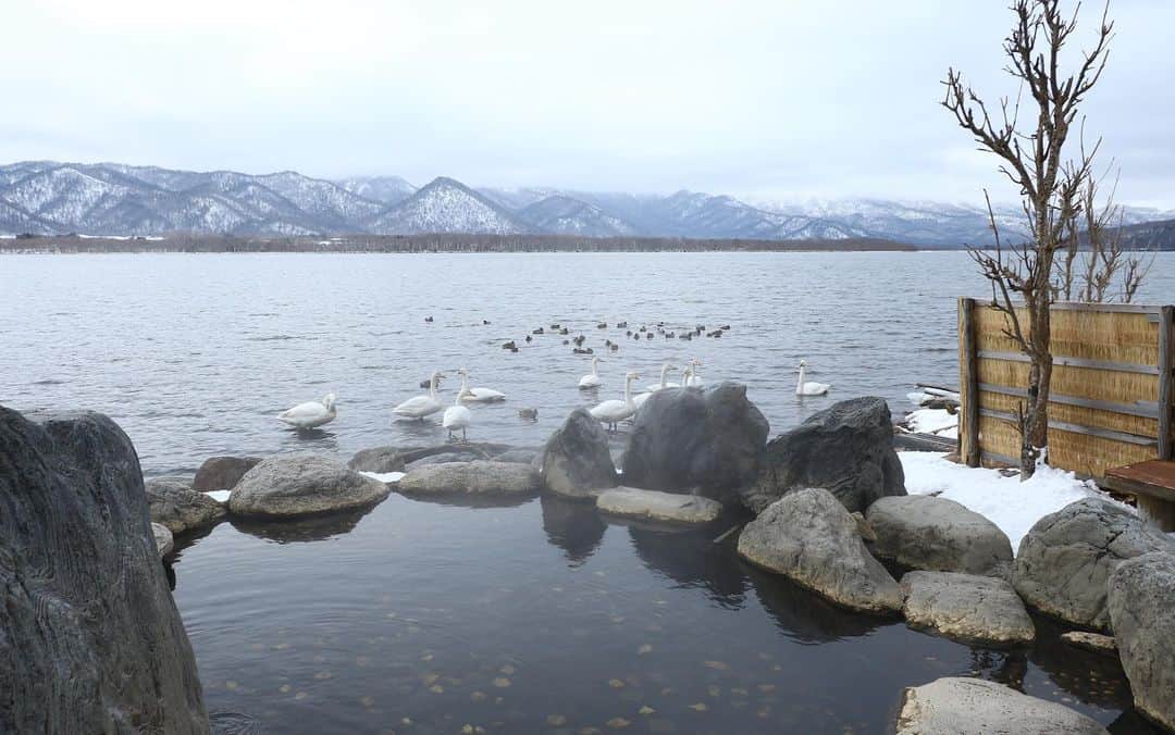 河野真也さんのインスタグラム写真 - (河野真也Instagram)「弟子屈町の、屈斜路湖コタンの湯へ。 温泉熱で結氷しない屈斜路湖では、オオハクチョウなどの渡り鳥が越冬します。 湯気の向こうは、まさに「白鳥の湖」という絶景風呂。 ここでしか味わえない非日常をぜひ！ そして、お食事。 北海道は色々ナンバー１がありますが、お蕎麦の収穫量も日本一。産地もいろいろあって、弟子屈町には、収穫量が少ないことから幻と言われるブランド蕎麦「摩周そば」があります。例年8月下旬に開催される「たぶん日本で一番早い新そば祭り」で知られる香り高い薄緑色のおそばを、「レストラン摩周」でいただきました。おいしかったな〜。北海道を巡ると海鮮を食べる機会が多くなりますが、そこにおそばが入ってくると、より楽しみが広がりますよ〜^_^  ※外出・往来の自粛など、国や自治体が発表している新型コロナウイルスの情報をご確認の上、お出掛け下さい。  #オクラホマくしろ旅 #北海道愛がとまらない #オクラホマ #くしろ旅 #弟子屈 #屈斜路湖 #白鳥 #摩周そば #北海道 #道東自動車道 #hokkaido  #teshikaga #mashu #kussharo」2月10日 17時19分 - okurahoma_kawano