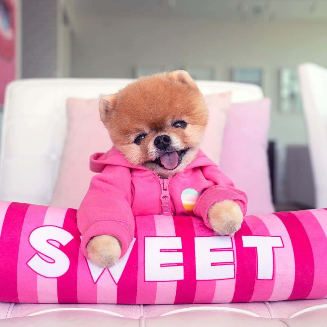 jiffさんのインスタグラム写真 - (jiffInstagram)「🐝 mine」2月10日 19時02分 - jiffpom