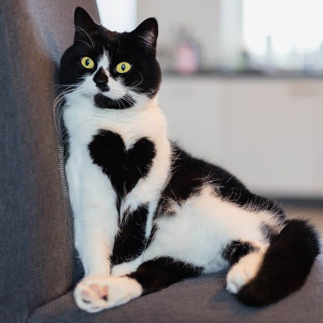 Zoe & Izzyさんのインスタグラム写真 - (Zoe & IzzyInstagram)「Double tap to see two hearts. . . . . . . . . . #petfluencer #cat #catsofinstagram #cats #pet #animals #roundanimals #bemyvalentine #instacat #猫 #heart #petsagram #heartcat #ilovecats #catlovers #weeklyfluff #canonr6 #kat #cats_of_instagram #instapets #valentinesday2022 #cutecat #katze #instakitty #valentine #purr #catgram #heartsinnature  #ilovemycat #valentijnsdag」2月10日 22時30分 - izzyandthefluff