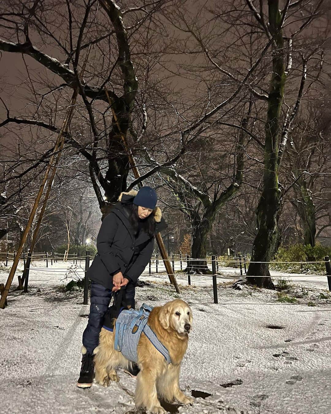 高橋ひとみさんのインスタグラム写真 - (高橋ひとみInstagram)「東京はまだ雪❄️が降っています🐾 おやすみなさい☃️」2月10日 22時48分 - hitomi_momoe