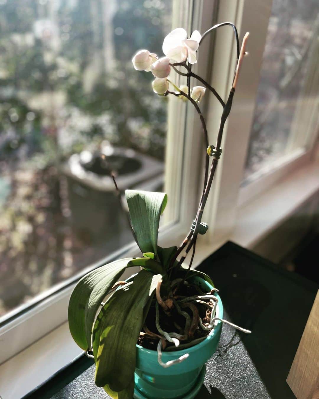 クリステン・コノリーのインスタグラム：「Pre-pandemic birthday orchid, going on three, reaching for the light 🤍」