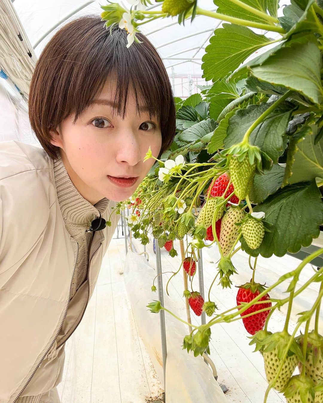 稲富菜穂さんのインスタグラム写真 - (稲富菜穂Instagram)「おはようございます☀️  今日12時から放送の KBS京都📺夢追人に京都編で出演してます！  思い切って独立された夢追人さん、 すごく素敵なお話を沢山聞かせて頂きました！  是非にご覧ください☺️🎶  そして、 あぐり京都ロケへ行ってきます🏃‍♂️💨  #夢追人 #KBS京都 #京都 #京都府 #南丹市 #いちご #いちご農家 #山本さん #美味しかった #🍓 #有難うございました」3月12日 8時24分 - inatomi74