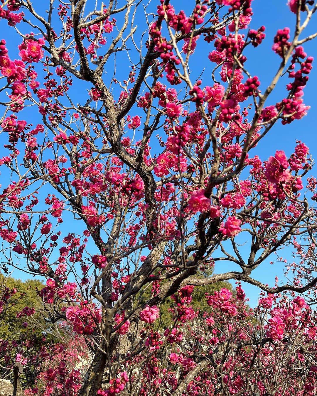 角谷暁子さんのインスタグラム写真 - (角谷暁子Instagram)「時に感じては花にも涙を濺ぎ、別れを恨みては鳥にも心を驚かす。 ふわふわの小さな梅の花をみながら、春を望む気持ちは世界のどこにいても同じなのに、と思った晴れた日でした。 #花は咲く」3月8日 3時33分 - kadoya_akiko