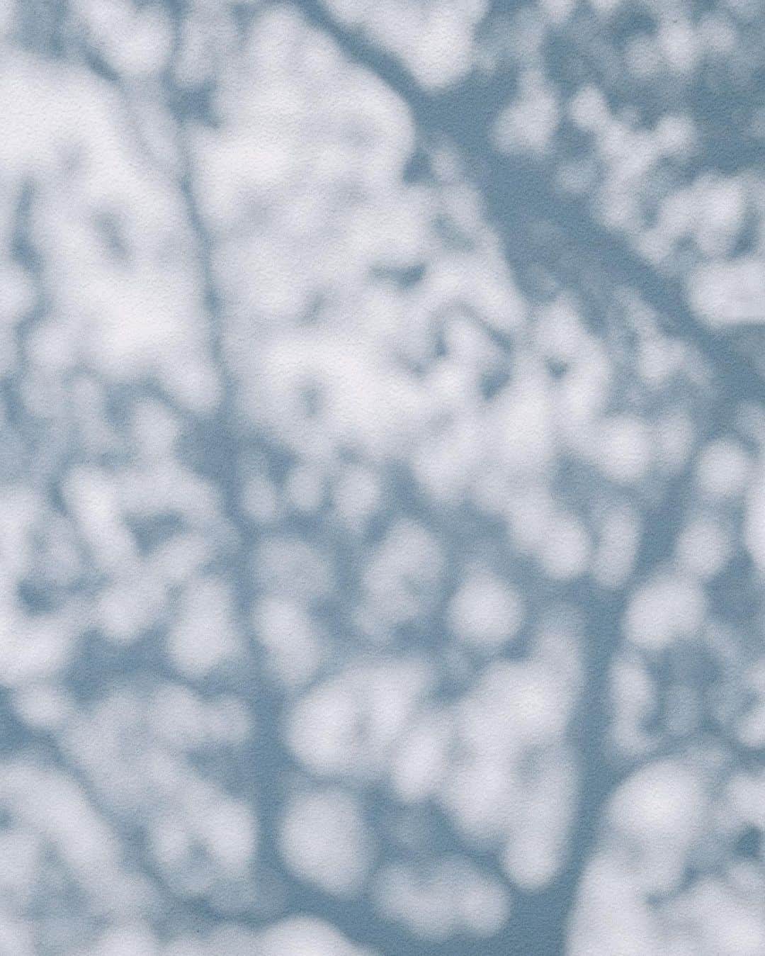 佐藤俊斗さんのインスタグラム写真 - (佐藤俊斗Instagram)「The shadow of cherry blossoms ⁡ ⁡ ⁡ ⁡ #こばしり #熱海  #桜の木漏れ日」3月8日 21時46分 - shuntosato