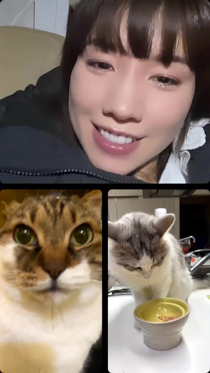 仲里依紗のインスタグラム：「フーディー受注の話したかったのに猫とのインスタライブになって草」