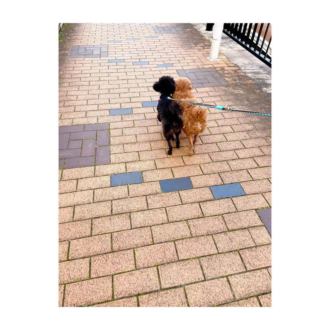 牧野由依のインスタグラム：「歩きにくくないのかい？🐕‍🦺  #くっつきすぎw #dog #dogbreed #dogstagram #犬 #犬のいる暮らし #犬好きな人と繋がりたい #犬のいる生活 #犬バカ部 #わんこ #dogs_of_instagram #🐶 #🐕 #dogs #instadog #いぬ #ワンコ #petsagram」