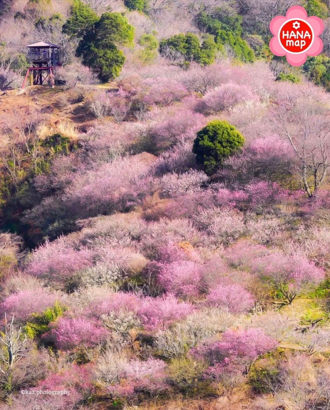 はなまっぷ❁日本の花風景さんのインスタグラム写真 - (はなまっぷ❁日本の花風景Instagram)「🌸はなまっぷの梅桜まつり🌸 *  @s.k_____9 さんの 花のある風景に花まるを💮 * 日本が誇る美しい春の訪れをありがとうございます😊🌸 * 愛媛　#七折梅園 Nanaore Plam Garden, Ehime Pref. * 🌼梅の花言葉📝🌼 気品、忠実 * ※見頃や撮影時期に関わらず、日本の梅と桜の花風景をご紹介させていただきます。 * 🌸•••🌸•••🌸•••🌸•••🌸•••🌸 * いつも素敵なお花をありがとうございます😊 #はなまっぷ #日本の美しい花風景#花のある風景#花#花言葉#花#花見#春#花風景 #梅#梅林#梅園#愛媛#伊予市  * 🌸••••••お知らせ••••••🌸 * 花風景検索サイト　はなまっぷ https://hanamap.com 🔍「はなまっぷ」または @hanamap プロフィール欄から ぜひご覧ください」3月8日 22時28分 - hanamap