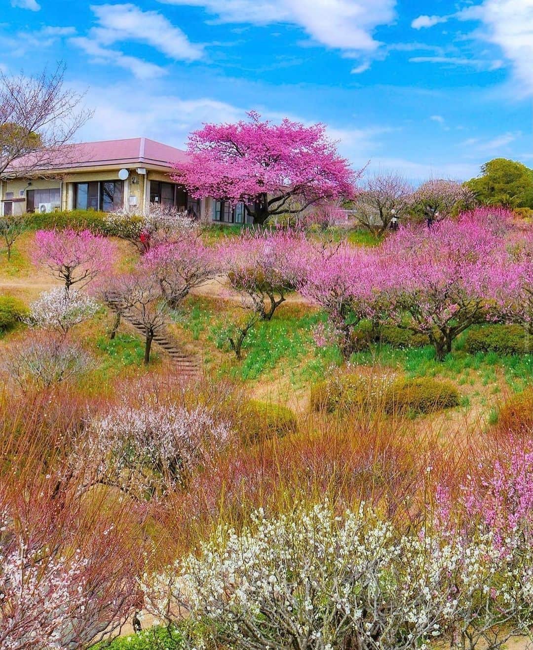 はなまっぷ❁日本の花風景さんのインスタグラム写真 - (はなまっぷ❁日本の花風景Instagram)「🌸はなまっぷの梅桜まつり🌸 * @kanako.sky.love さんの 花のある風景に花まるを💮 * 日本が誇る美しい春の訪れをありがとうございます😊🌸 * 鹿児島　#吉野公園 Yoshino Park, Kagoshima Pref. * 🌼梅の花言葉📝🌼 気品、忠実 🌼河津桜の花言葉📝🌼 思いを託します、純潔 * ※見頃や撮影時期に関わらず、日本の梅と桜の花風景をご紹介させていただきます。 * 🌸•••🌸•••🌸•••🌸•••🌸•••🌸 * いつも素敵なお花をありがとうございます😊 #はなまっぷ #日本の美しい花風景#花のある風景#花#花言葉#花#花見#春#花風景 #梅#梅林#梅園 #桜#サクラ#sakura#河津桜 * 🌸••••••お知らせ••••••🌸 * 花風景検索サイト　はなまっぷ https://hanamap.com 🔍「はなまっぷ」または @hanamap プロフィール欄から ぜひご覧ください」3月8日 22時41分 - hanamap