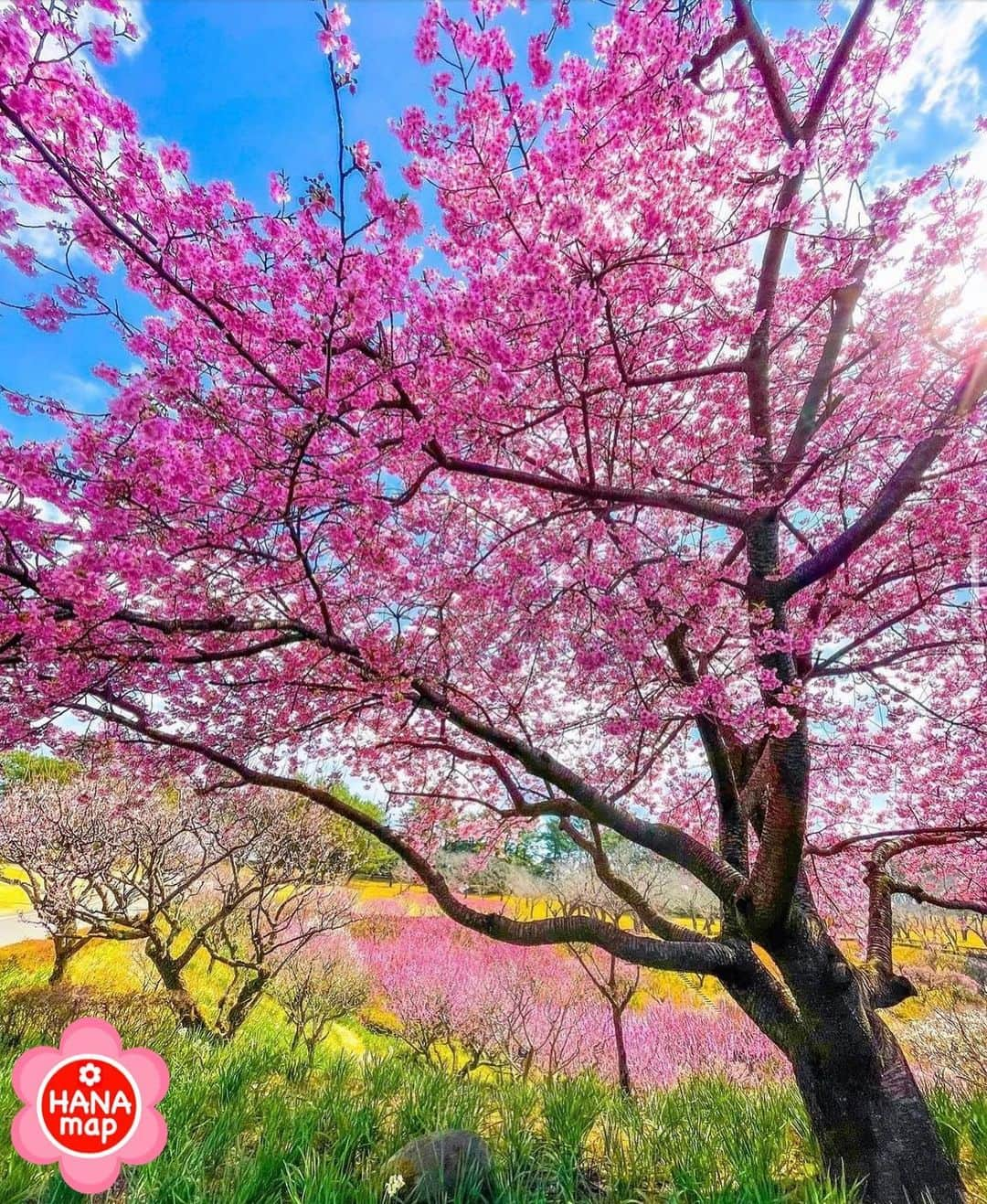 はなまっぷ❁日本の花風景のインスタグラム