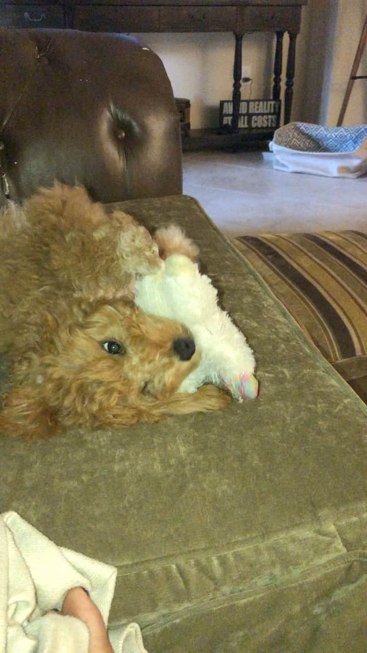 ケリー・ハイランドのインスタグラム：「Look mom I can play music #puppy #puppylove #squeekytoy」