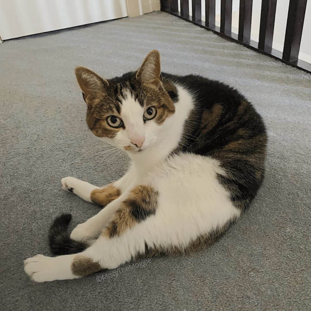 Misty The Moggieのインスタグラム