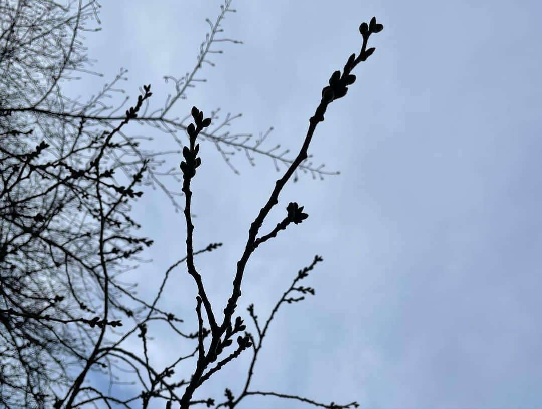 島本真衣さんのインスタグラム写真 - (島本真衣Instagram)「ウォーキングをしてきました👟 河津桜がとても綺麗でした💕 ソメイヨシノはまだ小さな蕾。 開花が楽しみですね♪  #さくら #桜 #サクラ #河津桜 #ソメイヨシノ」3月9日 18時01分 - mai_shimamoto_ex
