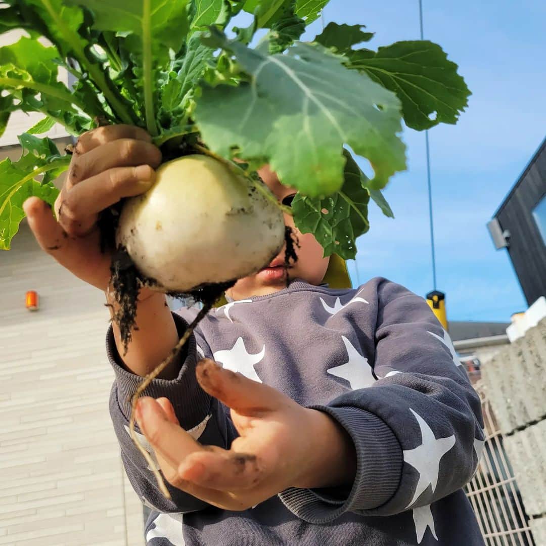 本仮屋リイナのインスタグラム：「お庭でべっぴんなカブが採れました😊  つやつやすべすべ美白肌✨ いいなぁ☁️  #今日はのんびリイナ 元気なオレンジは #カレンデュラ #無農薬 #家庭菜園」