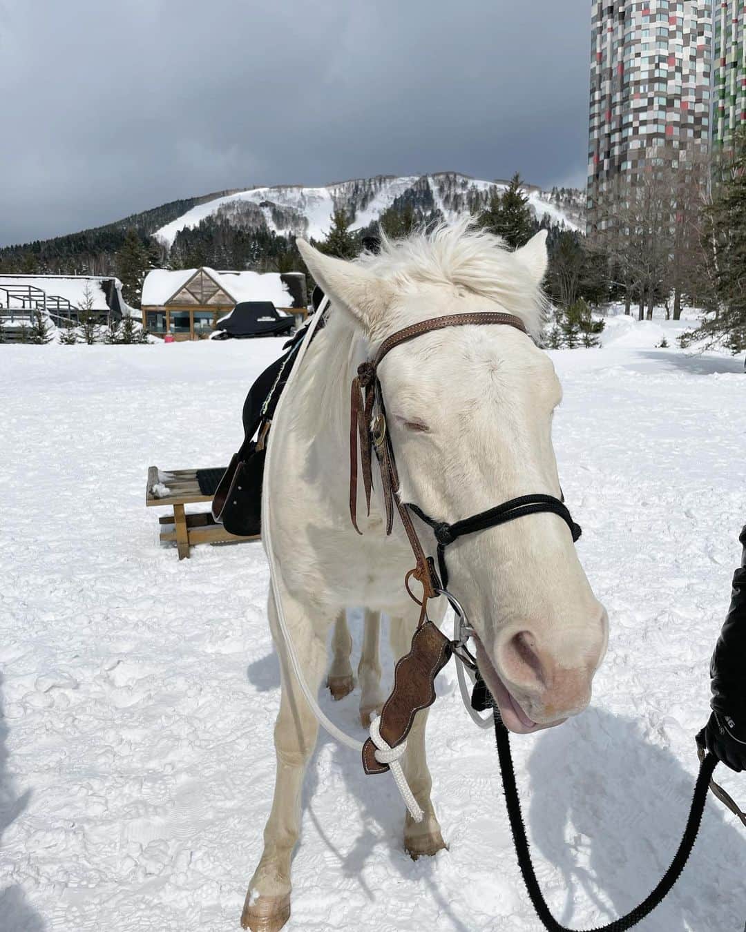 佐達ももこさんのインスタグラム写真 - (佐達ももこInstagram)「🐴🤍❄️  トマムの雪の中、 乗馬をしたのが最高の思い出✨  美しい白馬のヒカリくんに 乗らせてもらいました🤍  一面雪景色のひろ〜い敷地を お馬さんとゆっくり歩いて、 楽しい癒される時間🥺✨  ここのホテルはこの他にも、 沢山アクティビティがあるから 1日じゃ楽しみきれない😳  スノーモービルもめちゃ楽しかったな🥰  #トマム#トマム星野リゾート#リゾナーレトマム#tomamu#乗馬#北海道#北海道旅行」3月9日 19時45分 - sadamomodayo