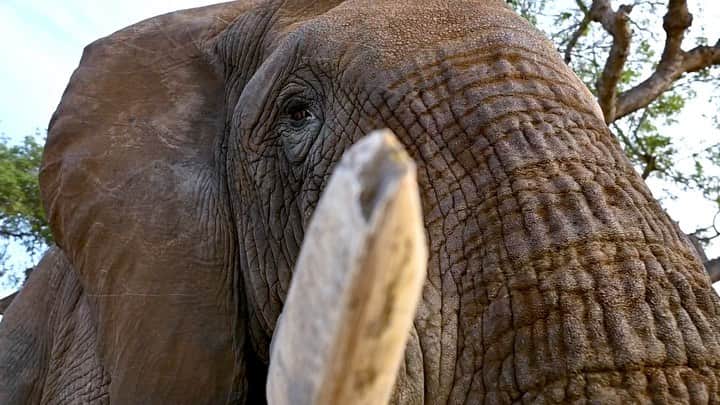 Keith Ladzinskiのインスタグラム：「Like many animals, elephants have a preference between right and left when it comes to which tusk they predominantly use. It turns out that appendage preference, known as handedness, is common across a wide spectrum of animals. Unlike humans however, where roughly 85% favor being right handed, the percentage for most animals is closer to 50-50. You can see it hat this Ele here is a righty based on the visible wear and tear of the tusk. Filmed at @jabulanisafari in 2018」
