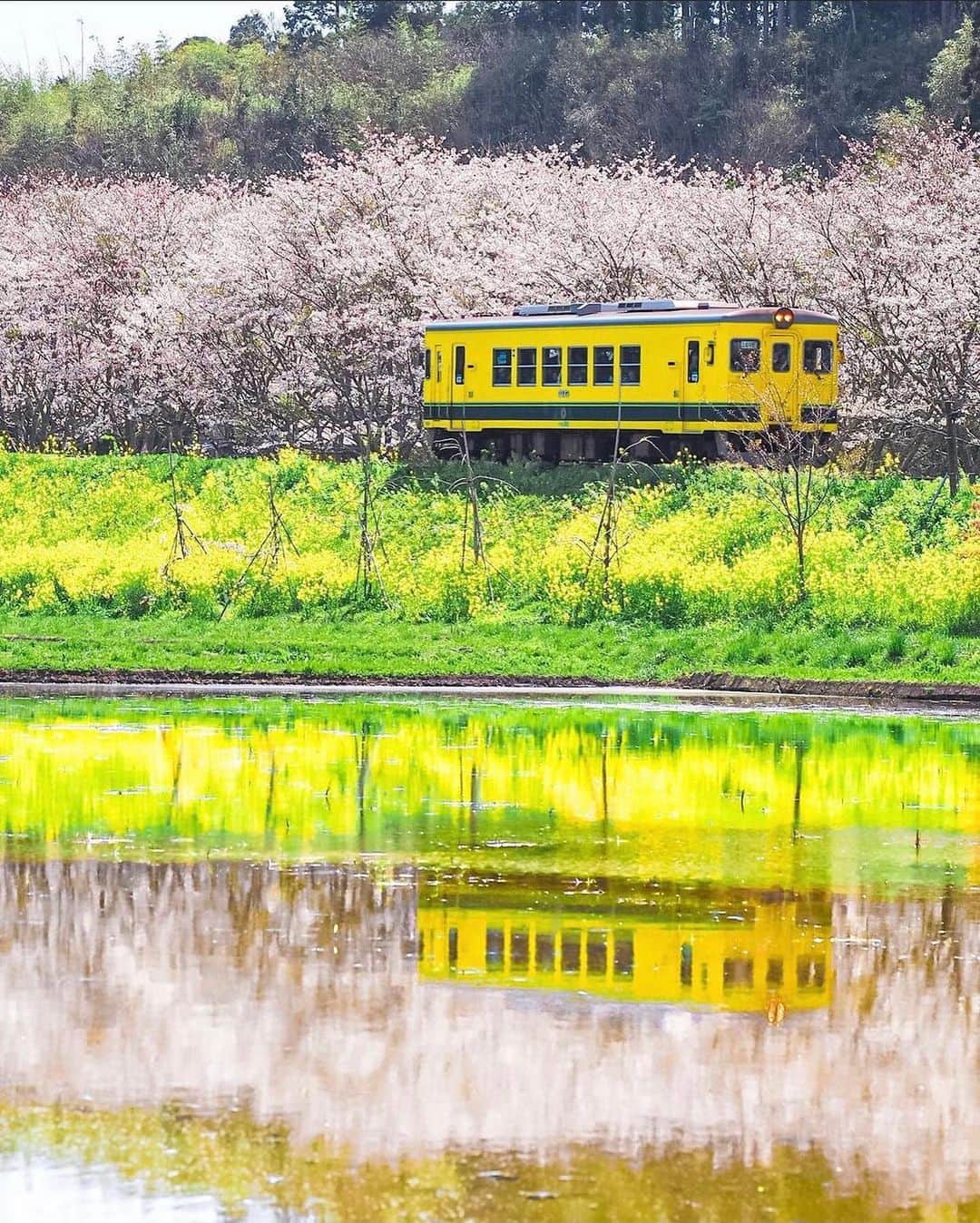 はなまっぷ❁日本の花風景さんのインスタグラム写真 - (はなまっぷ❁日本の花風景Instagram)「🌸はなまっぷの梅桜まつり🌸 *  @mi_yu_ki_so さんの 花のある風景に花まるを💮 * 日本が誇る美しい春の訪れをありがとうございます😊🌸 * 千葉　#いすみ鉄道 Isumi Railway, Chiba Pref. * 🌼桜の花言葉📝🌼 優美な女性、精神の美 * ※見頃や撮影時期に関わらず、日本の梅と桜の花風景をご紹介させていただきます。 * 🌸•••🌸•••🌸•••🌸•••🌸•••🌸 * いつも素敵なお花をありがとうございます😊 #はなまっぷ #日本の美しい花風景#花のある風景#花#花言葉#花#花見#春#花風景 #梅#梅林#梅園#リフレクション#鉄道 * 🌸••••••お知らせ••••••🌸 * 花風景検索サイト　はなまっぷ https://hanamap.com 🔍「はなまっぷ」または @hanamap プロフィール欄から ぜひご覧ください」3月9日 23時10分 - hanamap