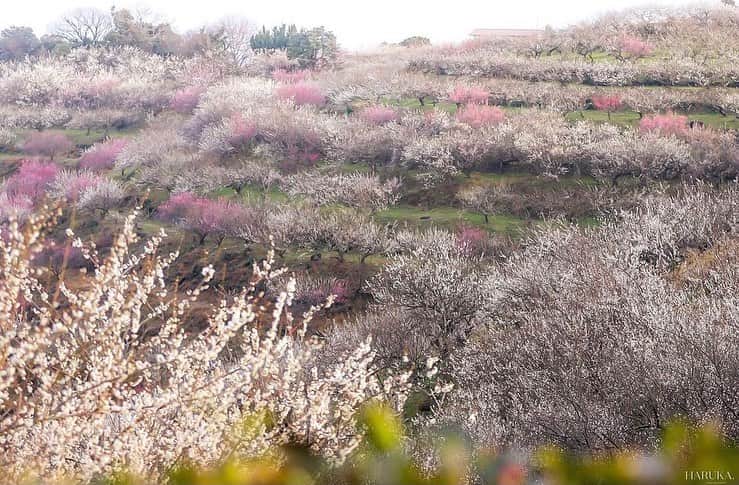 はなまっぷ❁日本の花風景さんのインスタグラム写真 - (はなまっぷ❁日本の花風景Instagram)「🌸はなまっぷの梅桜まつり🌸 *  @_voyage.h さんの 花のある風景に花まるを💮 * 日本が誇る美しい春の訪れをありがとうございます😊🌸 * 兵庫　#綾部山梅林 Ayabeyama Plam Grove, Hyogo Pref. * 🌼梅の花言葉📝🌼 気品、忠実 * ※見頃や撮影時期に関わらず、日本の梅と桜の花風景をご紹介させていただきます。 * 🌸•••🌸•••🌸•••🌸•••🌸•••🌸 * いつも素敵なお花をありがとうございます😊 #はなまっぷ #日本の美しい花風景#花のある風景#花#花言葉#花#花見#春#花風景 #梅#梅林#梅園#たつの市  * 🌸••••••お知らせ••••••🌸 * 花風景検索サイト　はなまっぷ https://hanamap.com 🔍「はなまっぷ」または @hanamap プロフィール欄から ぜひご覧ください」3月9日 23時19分 - hanamap