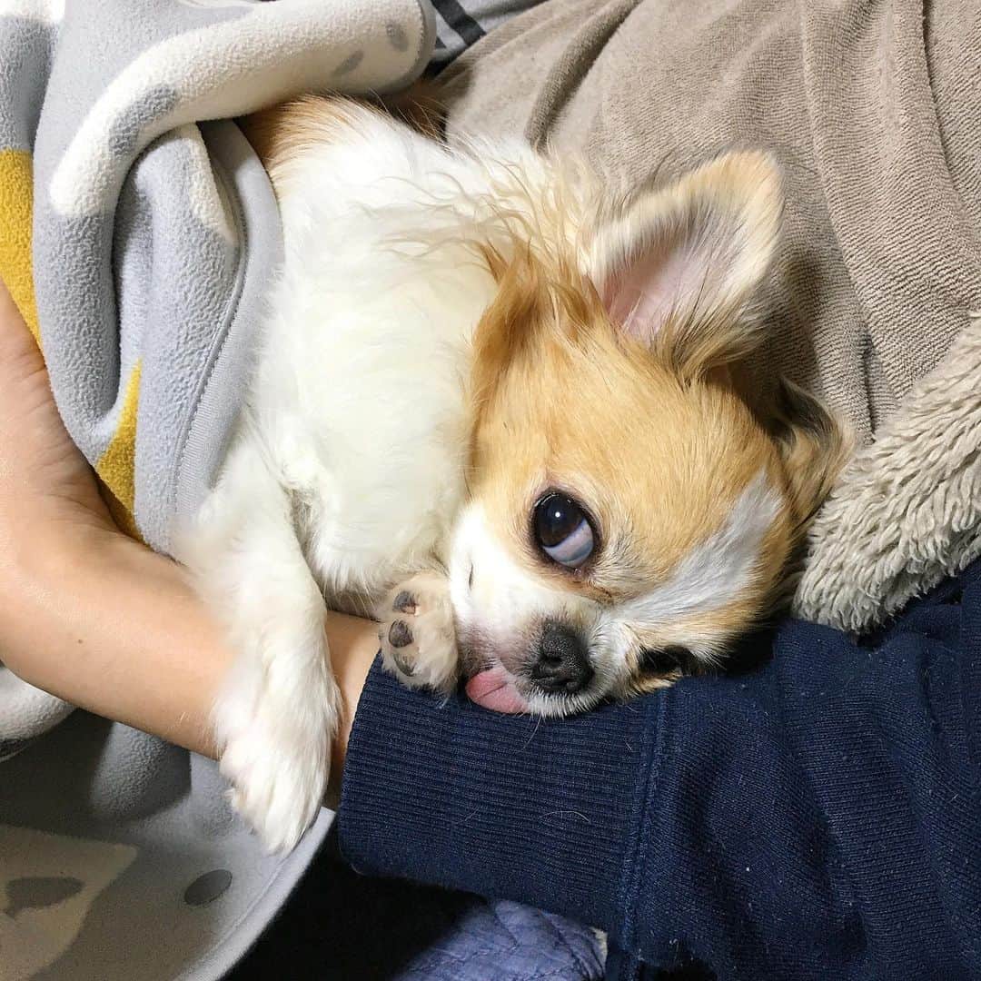 ちまのインスタグラム：「🐶❤️  #チワワ #chihuahua #ชิวาวา #PECOいぬ部 #WeeklyFluff #dogsofbark #chihuahualove #chihuahualife #chihuahuastagram #chihuahuasofinstagram #チワワのいる暮らし #チワワラブ #チワワ部 #チワワ大好き」