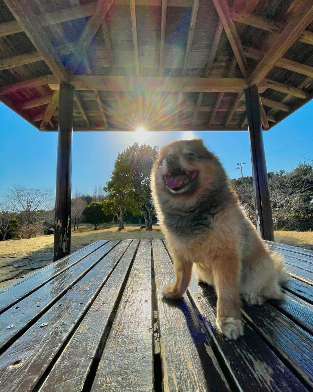 KITAKAZE & LILIのインスタグラム：「散歩日和☀️🐕2枚目撮ったタイミング良くて後光刺してたw  #リリスタグラム#lilistagram#ポメラニアン #ポメラニアンが世界一可愛い #ポメラニアン部 #ポメ #ポメスタグラム #犬 #犬バカ部 #いぬのきもち #いぬぐみ #いぬすたぐらむ #ふわもこ部#ティックトック #pomeranian #pomeranians #pomeranianlove #pomeraniansofinstagram #pom #dog #dogstagram #doglover #doglife#tiktok#tiktoker#mignondog#mignonmamour#散歩」