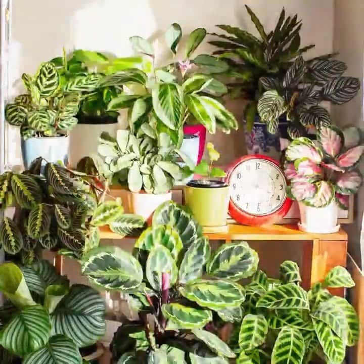 ジョジー・マランのインスタグラム：「We all know that plants need natural sunlight to survive, but did you know that they move and groove with sunshine, too? Make like a plant and love the sun with Get Even Sun Milk SPF 33. #nurturedbynature ⠀⠀⠀⠀⠀⠀⠀⠀⠀ Plant time lapse by @katieparky」
