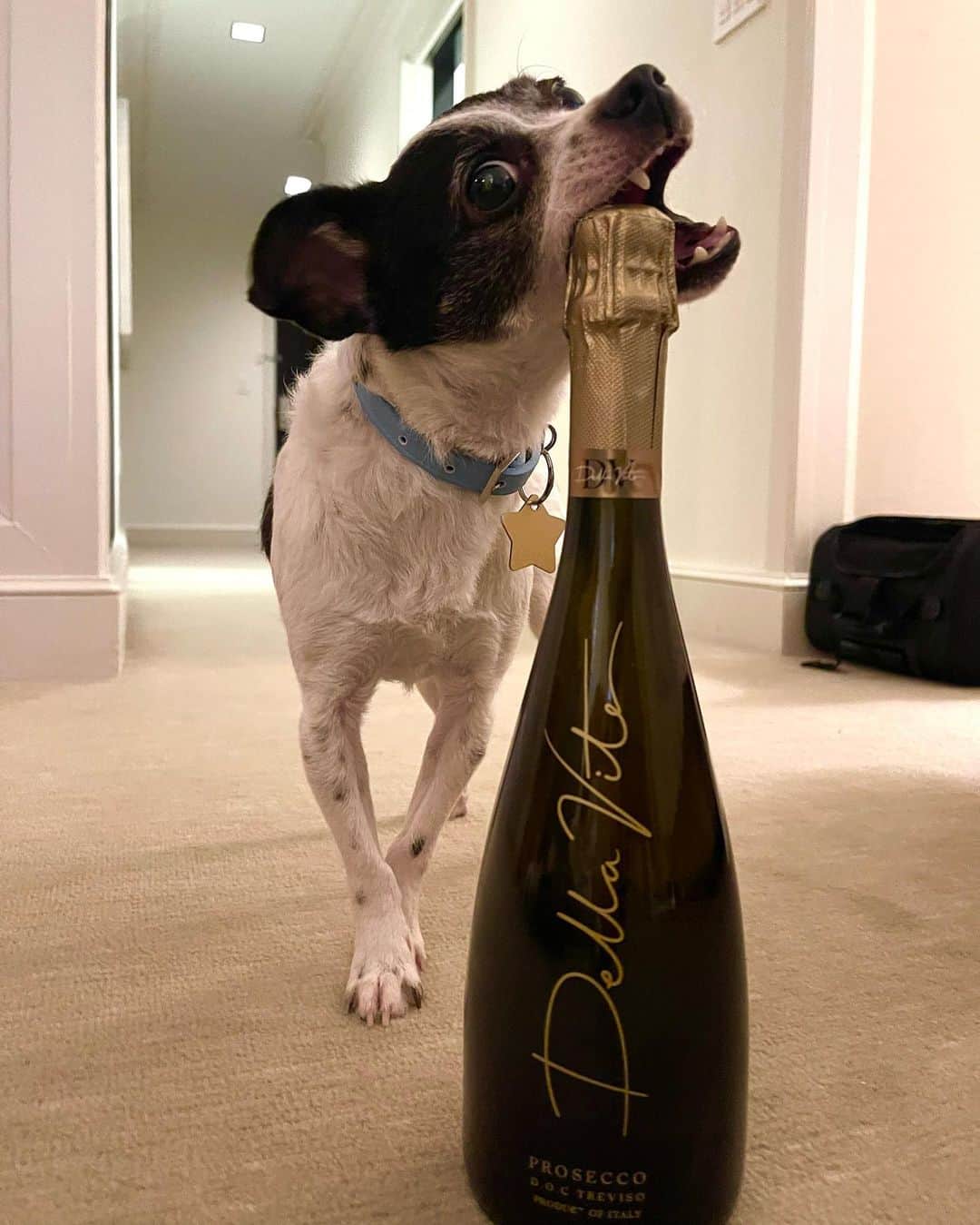 カーラ・デルヴィーニュのインスタグラム：「Alfie’s got good taste.」