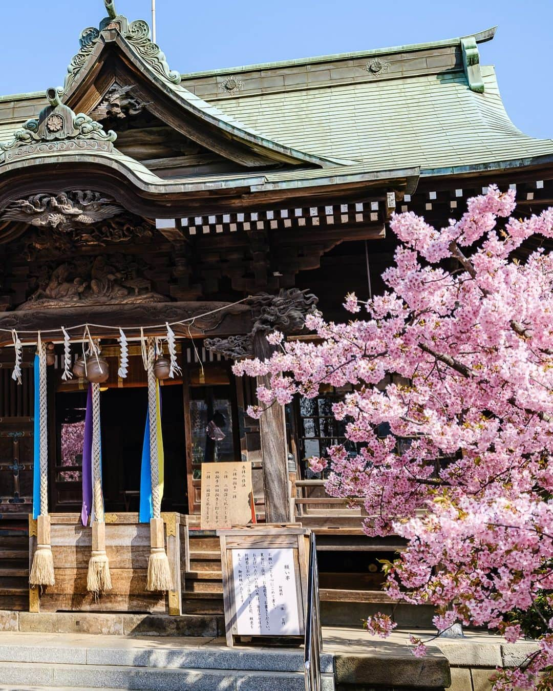 SHOCK EYEさんのインスタグラム写真 - (SHOCK EYEInstagram)「今まさに、 満開の河津桜が見頃の桜神宮🌸⛩  なんとも春らしい雰囲気に気持ちがあったくなるなあ＾＾  縁結びの桜の木には、可愛らしい桜色の花帯が巻かれていて、皆、思い思いの願い事を書いていたよ。  皆の願いが叶いますように☺️🙏  午前中の早い時間帯だったけど、桜を観に沢山の人が訪れていたよ。 よく見ると、社殿の桜の社紋もとても可愛らしい🌸  ここならではの参拝方法、 二拝四拍手一拝をして、、 今日が3月11日だからこそ、、 日々が平穏であることへの感謝、そして未来の安寧を祈願してきたよ🙏✨  #桜神宮 #桜新町 #河津桜 #神社 #神社巡り #japantravel #japantrip #fujifilm #gfx100s #xs10 #beautifuldestinations #discoverjapan #discoverearth #voyaged #awesome_photographers #IamATraveler #wonderful_places #japanphoto #japanphotography #japan_of_insta #livingonearth #theglobewanderer」3月11日 12時57分 - shockeye_official